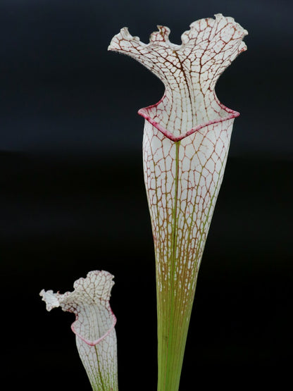 Sarracenia leucophylla LE44 RVO