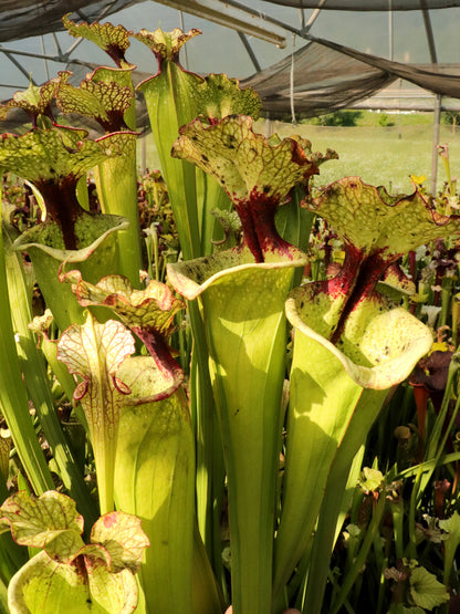 Sarracenia 'Leah Wilkerson' H112 MK