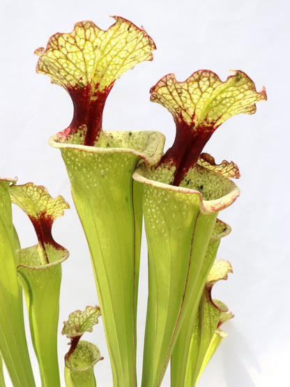 Sarracenia 'Leah Wilkerson' H112 MK