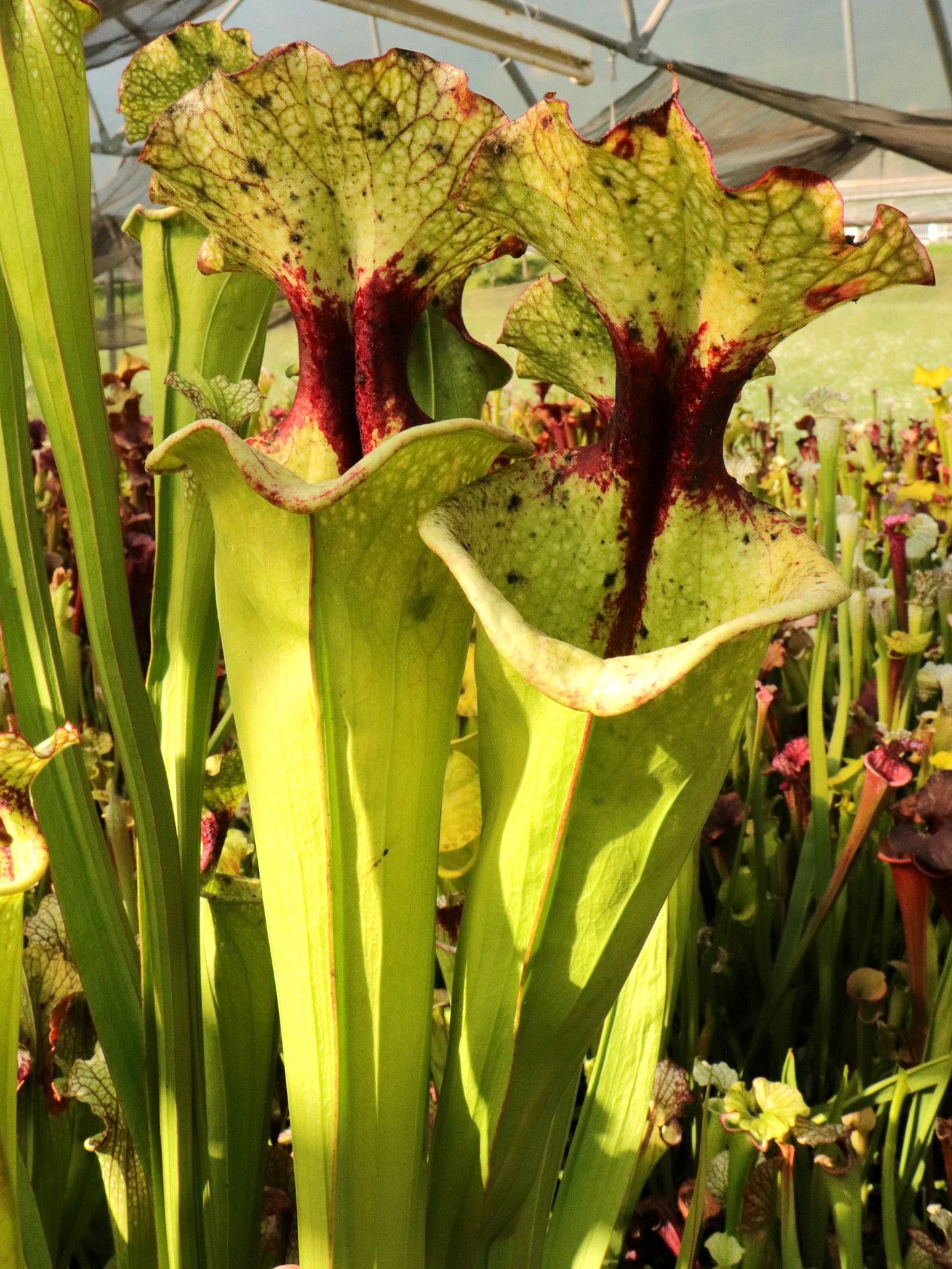 Sarracenia 'Leah Wilkerson' H112 MK