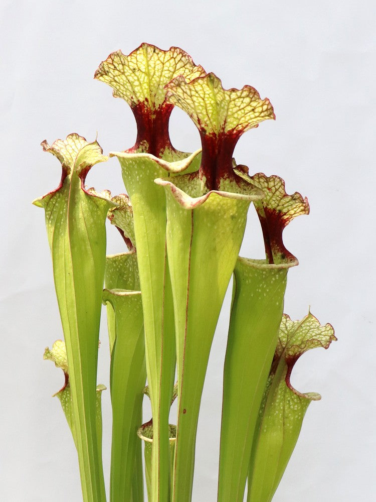 Sarracenia 'Leah Wilkerson' H112 MK