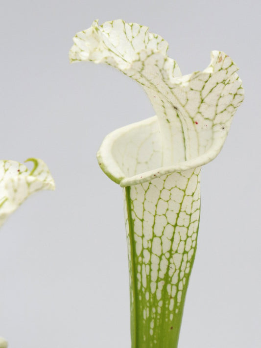 Sarracenia leucophylla var. alba -Klon 28 Klein