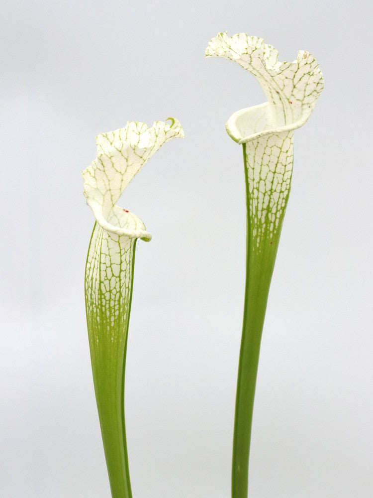 Sarracenia leucophylla  var. alba L45 MK Perdido, AL