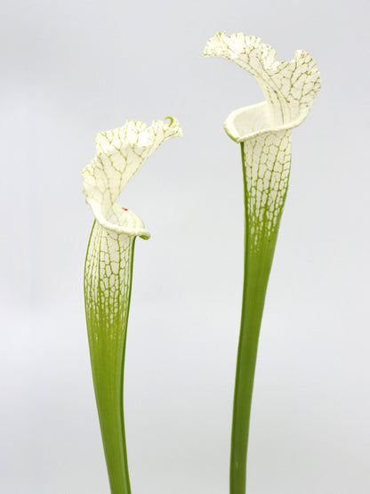 Sarracenia leucophylla var. dawn clone 28 Klein