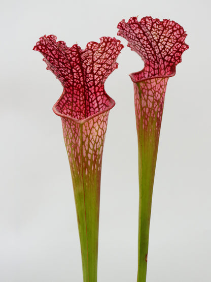 Sarracenia leucophylla 'BonBon'