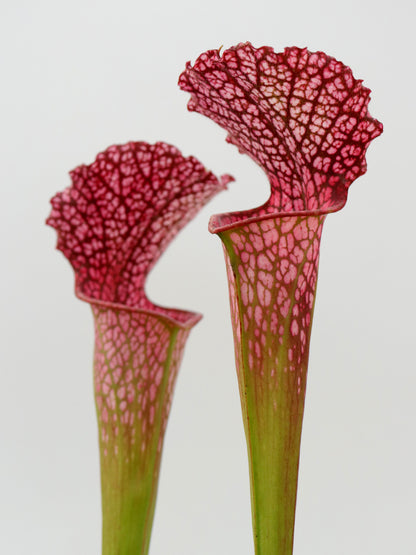 Sarracenia leucophylla 'BonBon'