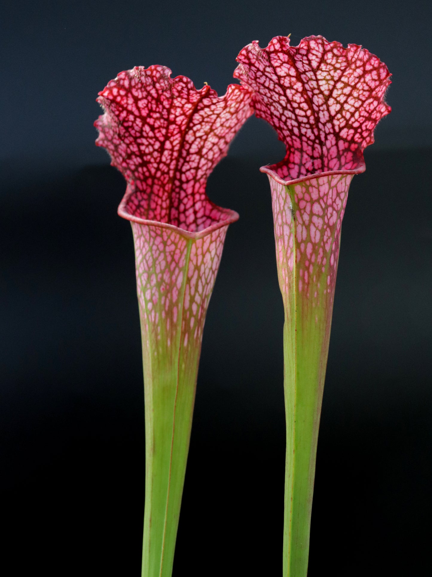 Sarracenia leucophylla 'BonBon'