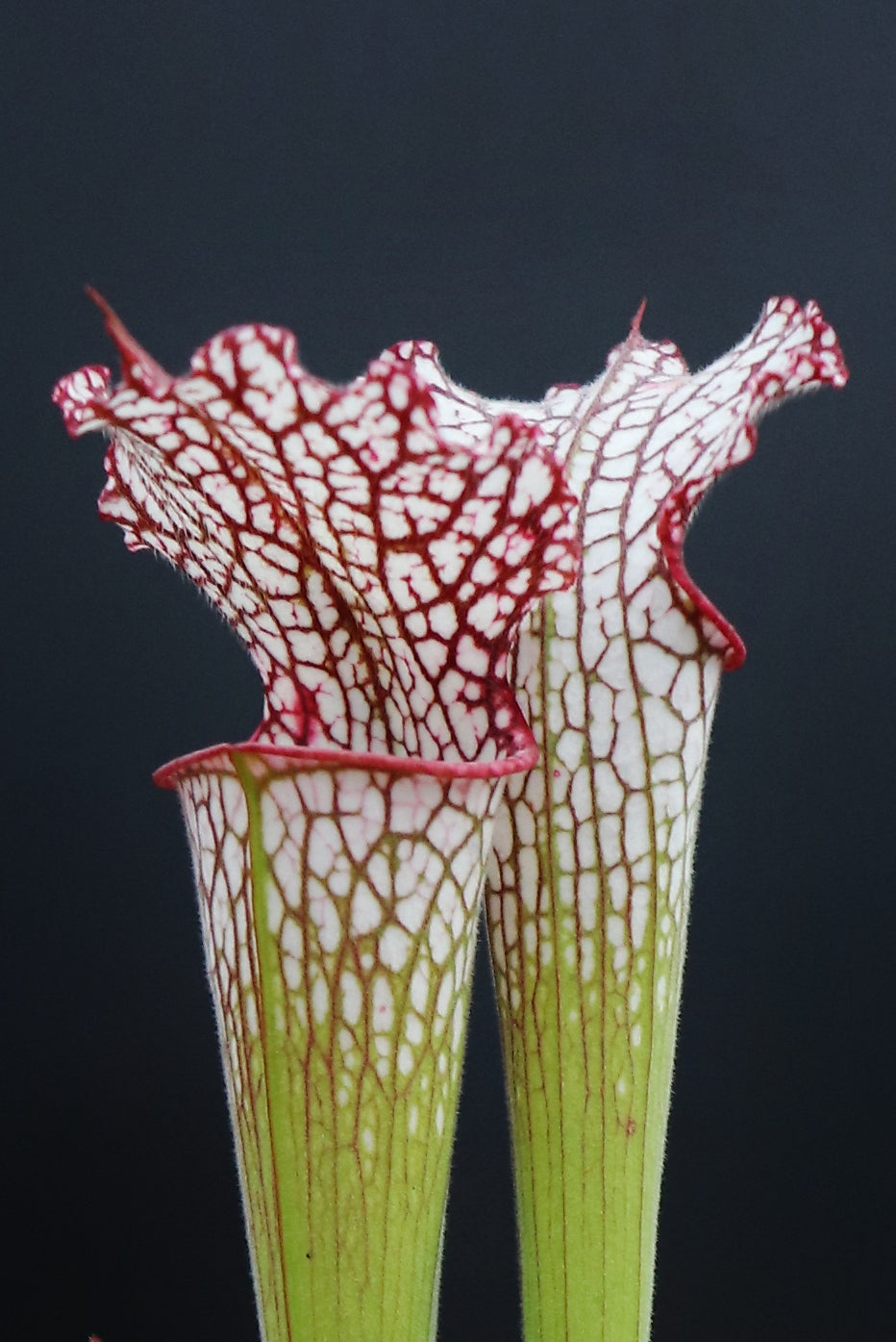 Sarracenia leucophylla Rot-Weiß, behaart L07 MK