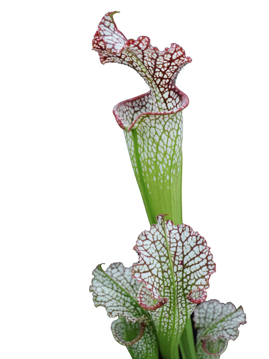 Sarracenia leucophylla Red &amp; White, Marsure clone