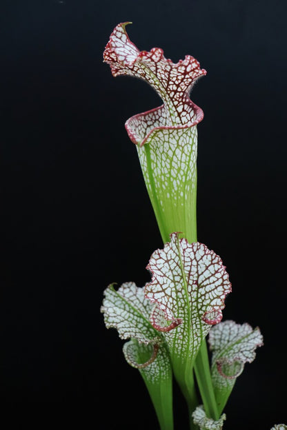 Sarracenia leucophylla Red & White , Marsure clone