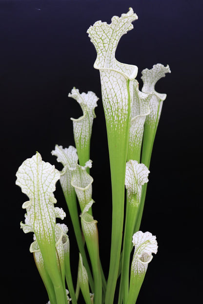 L18 GC Sarracenia leucophylla "Sanctum"