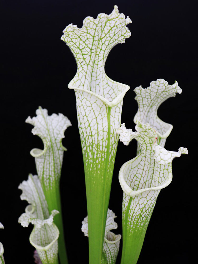 L18 GC Sarracenia leucophylla „Sanctum“