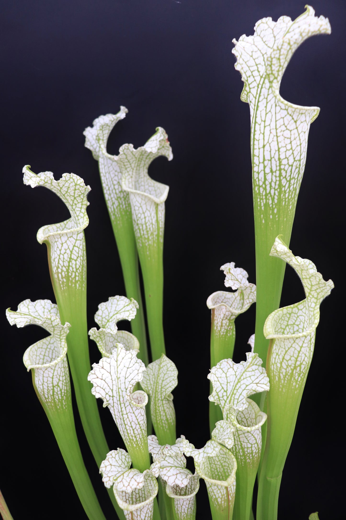 L18 GC Sarracenia leucophylla "Sanctum"