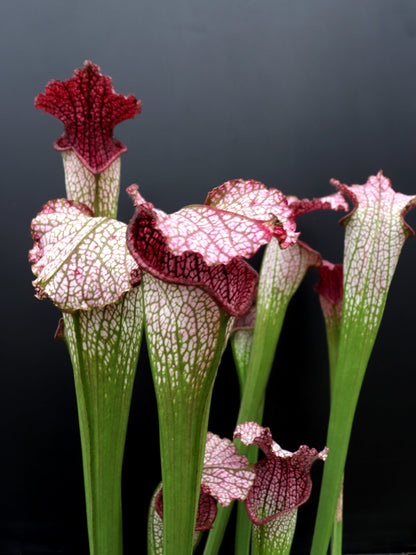 Sarracenia leucophylla L38C Srba Splinter Hill