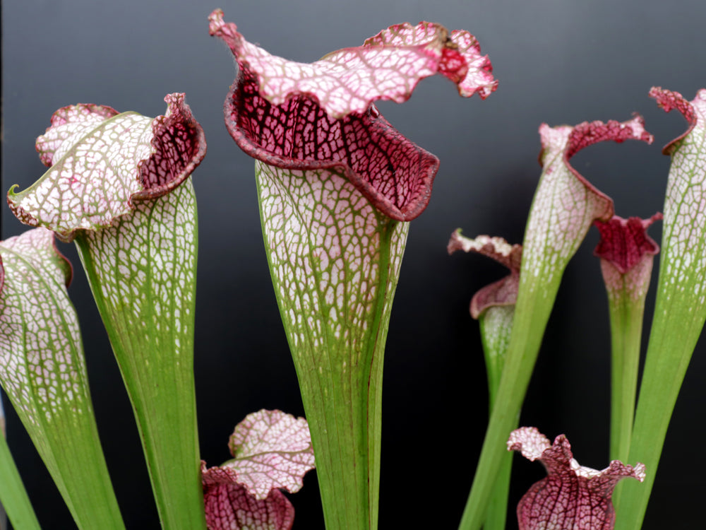 Sarracenia leucophylla L38C Srba Splinter Hill