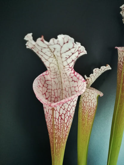 Sarracenia leucophylla, Walton Co.