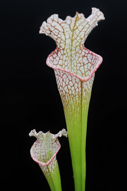 Sarracenia leucophylla, Walton Co.