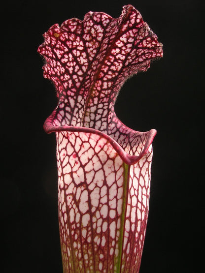 Sarracenia leucophylla "Red" Klon 3