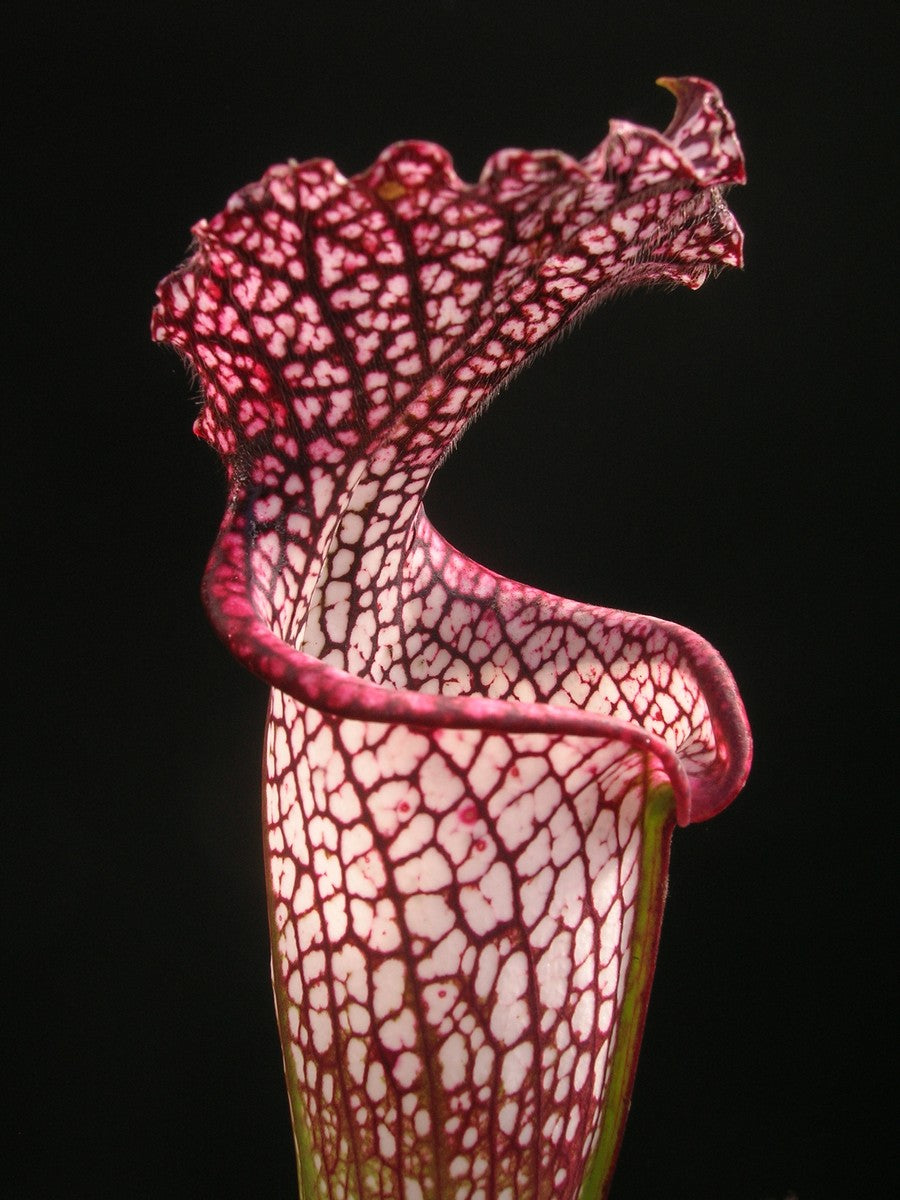 Sarracenia leucophylla "Red" Klon 3