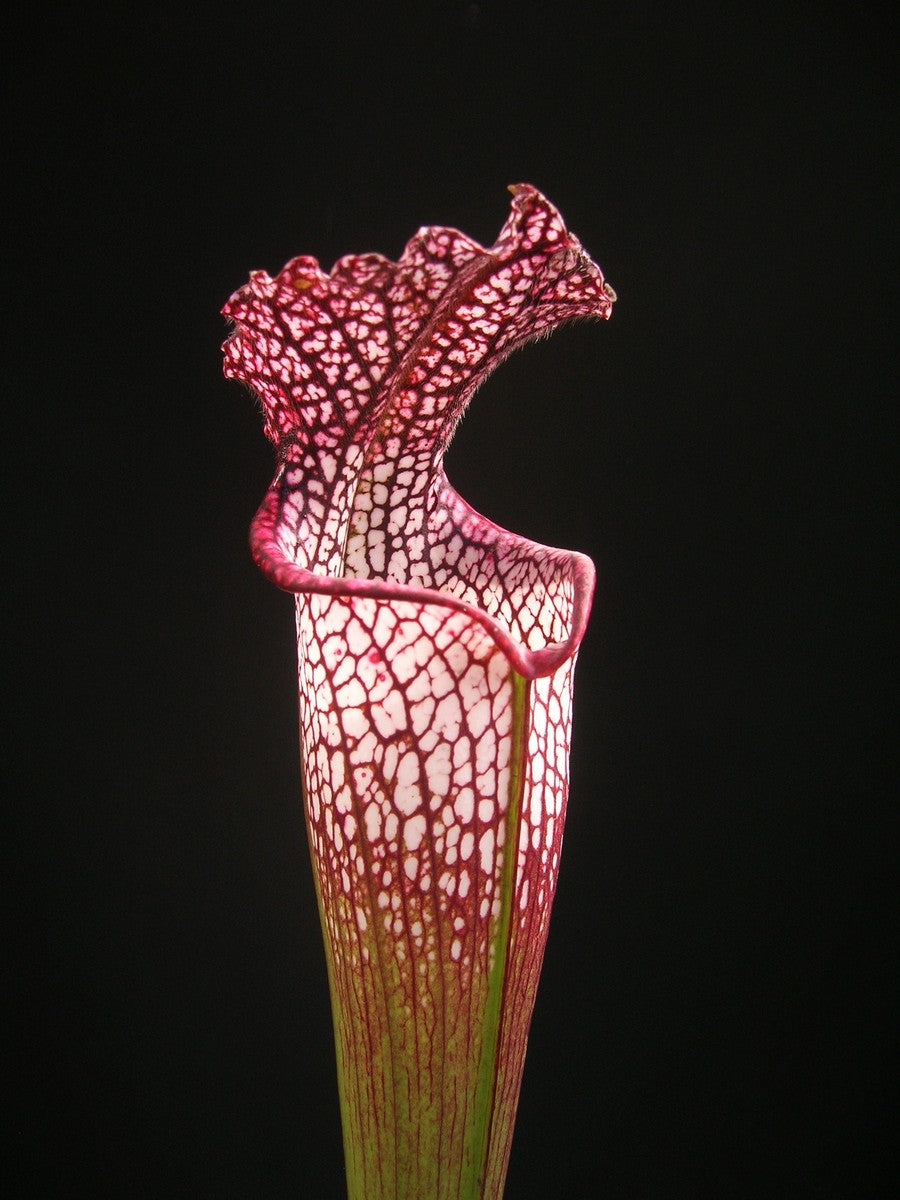 Sarracenia leucophylla "Red" Clone 3