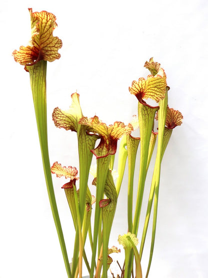 Sarracenia leucophylla x Glider #3