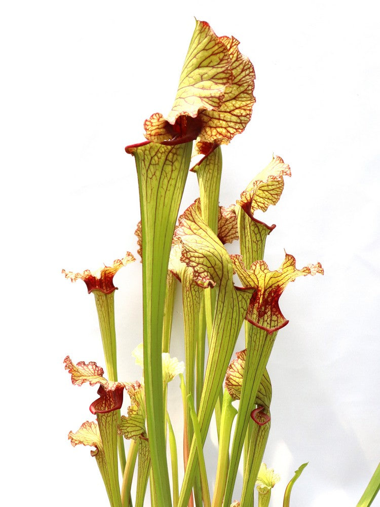 Sarracenia leucophylla x Glider #3