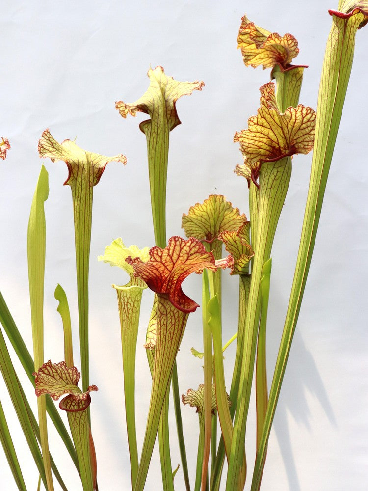 Sarracenia leucophylla x Glider #3