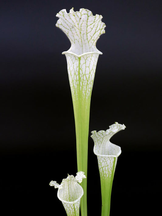 Sarracenia leucophylla var. alba x L04 MK 'Schnell's ghost'