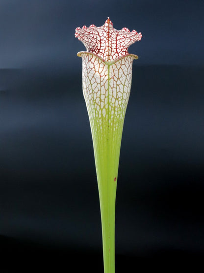 Sarracenia leucophylla "Bulbosa"