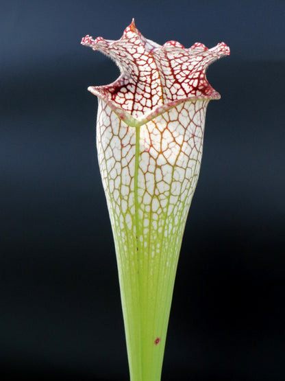 Sarracenia leucophylla "Bulbosa"