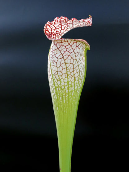 Sarracenia leucophylla "Bulbosa"