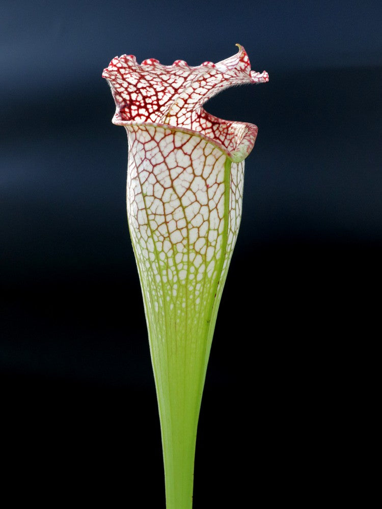 Sarracenia leucophylla "Bulbosa"