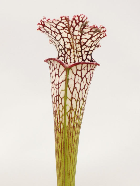 Sarracenia leucophylla "large windows" A.Amici