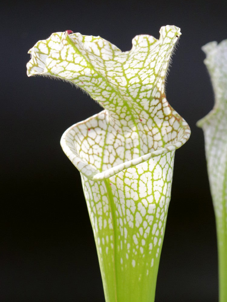 Sarracenia leucophylla Grün &amp; Weiß, Citronelle,AL,W L1 MK