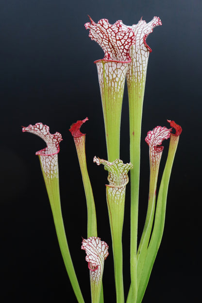 Sarracenia leucophylla Rot-Weiß, behaart L07 MK