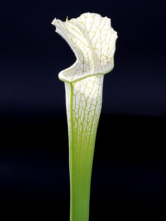 Sarracenia leucophylla "White top" Alabama