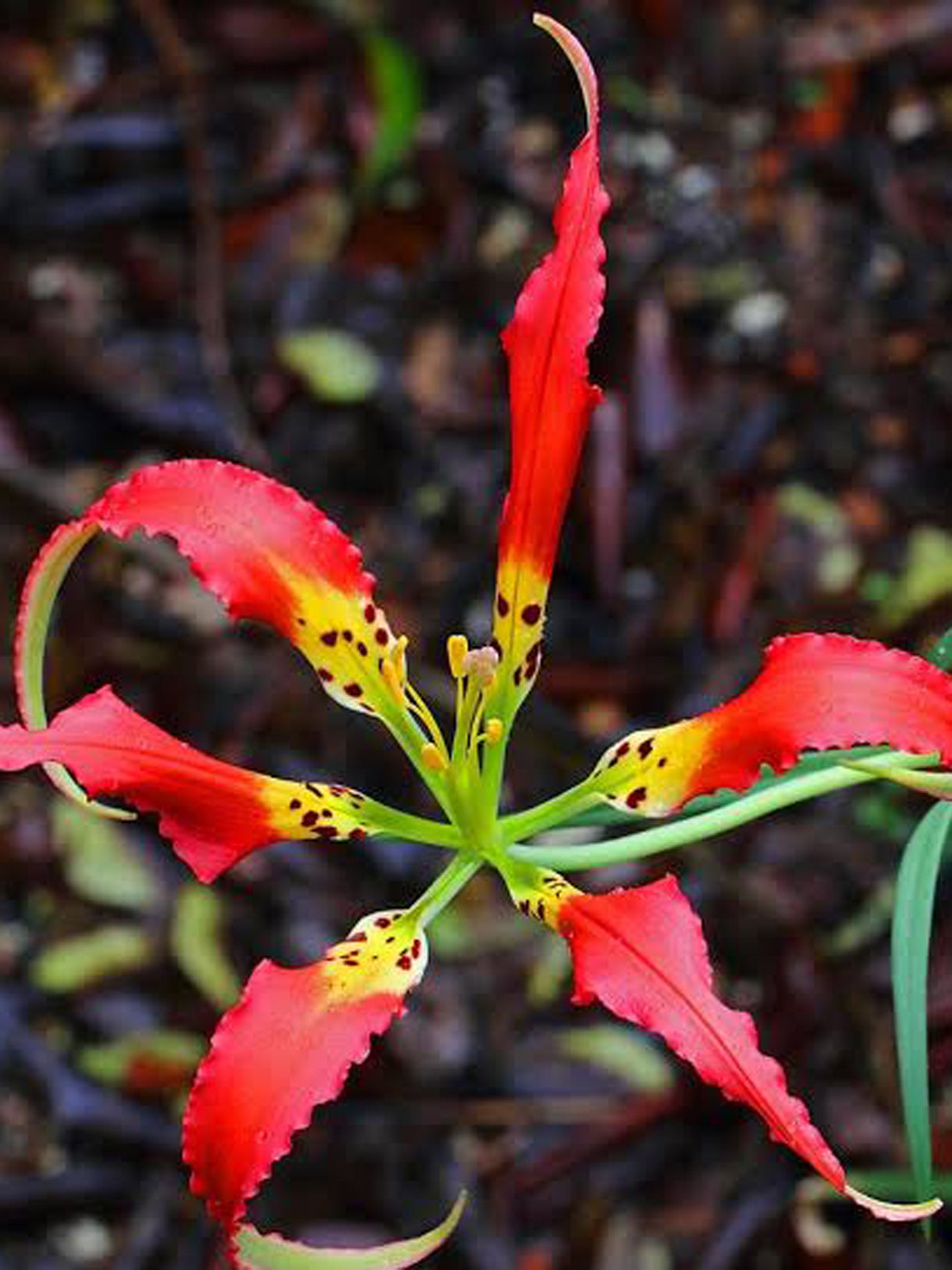 FRESH SEEDS of LILIUM CATESBAEI