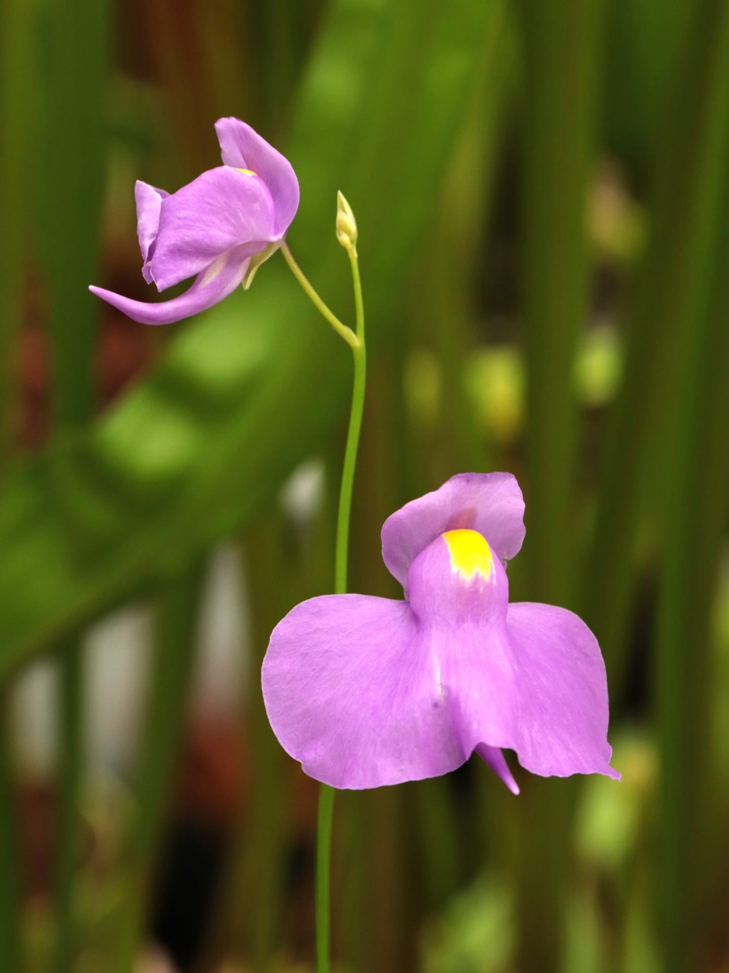 Utricularia longifolia "White Margin"  Spectacular Purple Flower