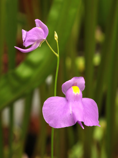 Utricularia longifolia "White Margin" Spectacular Purple Flower