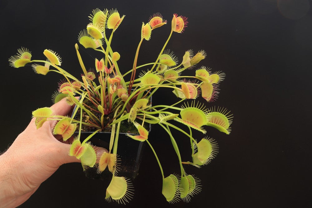 Dionaea muscipula "Long petiole"