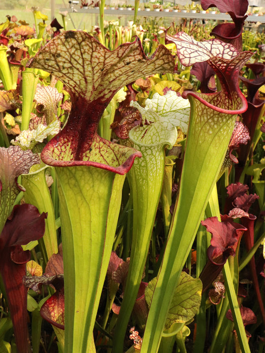 Sarracenia 'Leah Wilkerson' x 'Adrian Slack' Clone G Srba