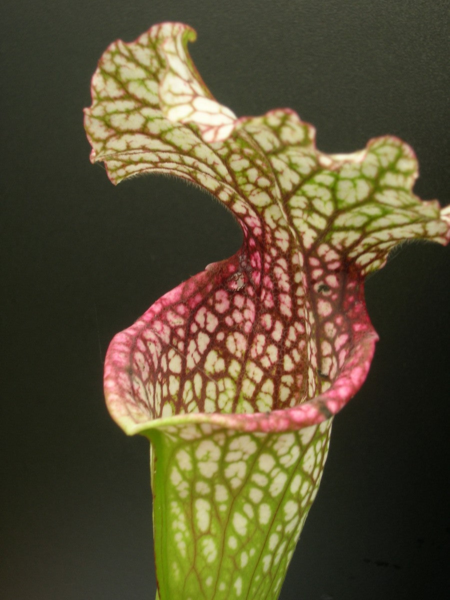 Sarracenia (Leuco x oreo) x Leuco Milton clone 1 Srba