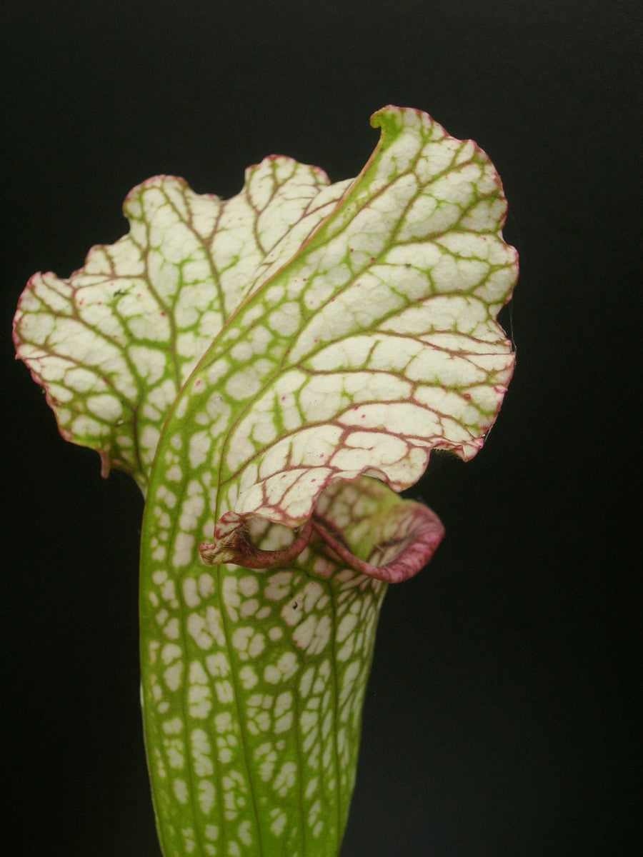 Sarracenia (Leuco x oreo) x Leuco Milton Klon 1 Srba