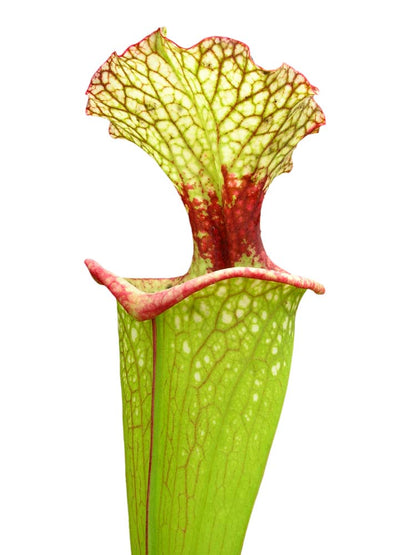 Sarracenia 'Leah Wilkerson' H112 MK