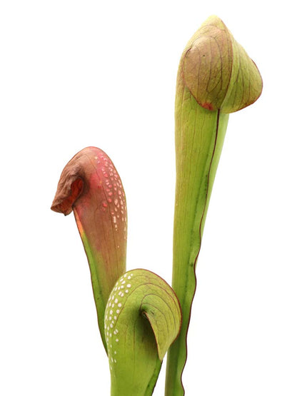 Sarracenia Minor var. okefenokeensis „Giant“ M18 MK