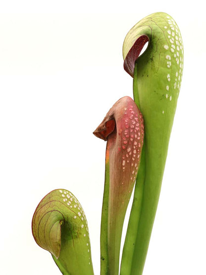 Sarracenia Minor var. okefenokeensis „Giant“ M18 MK