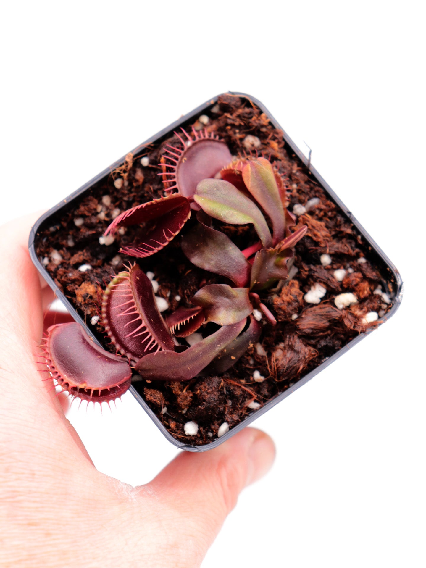 Dionaea muscipula 'Maroon monster'