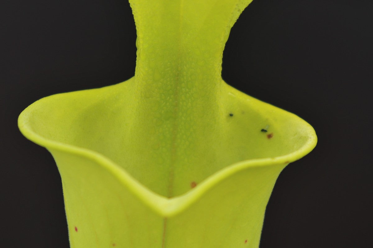 Sarracenia flava var. maxima FL17 RVL