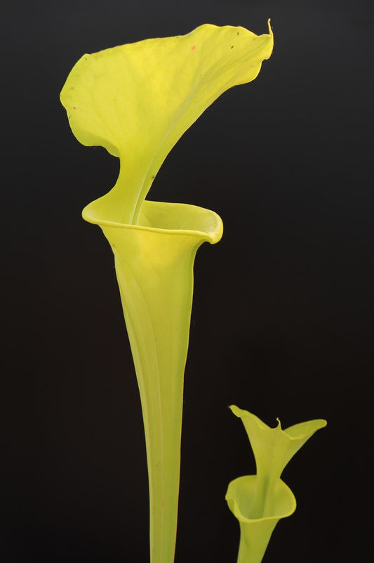 Sarracenia flava var. maxima F91 MK Large green form, light vein, North Carolina,W