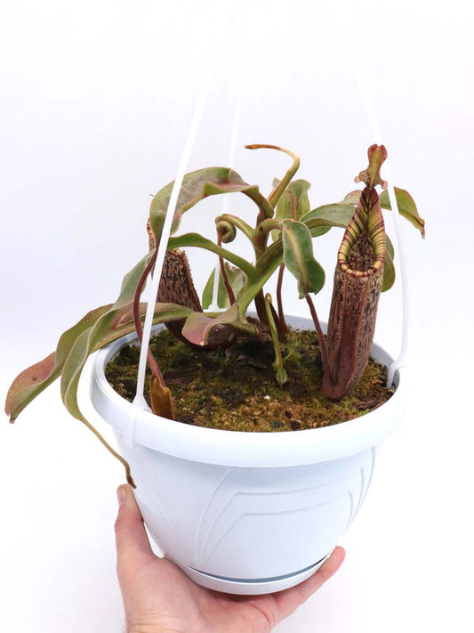 Nepenthes epiphytica x mollis